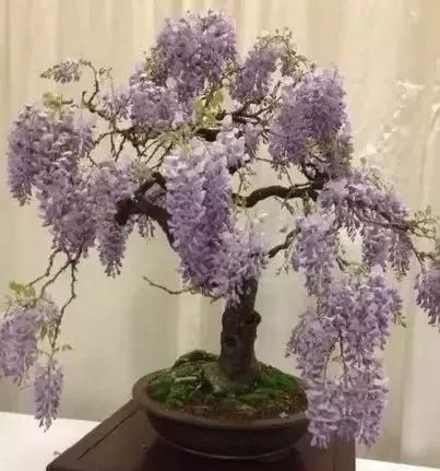 紫藤花如何栽培(紫藤花用什么土栽培)图8