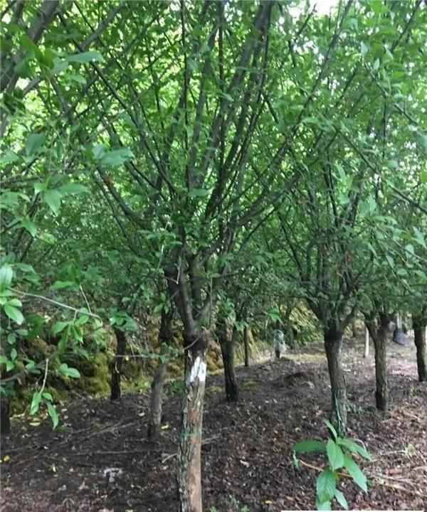 自己种的桂花树可以卖吗,种植10亩桂花树成本与利润图1