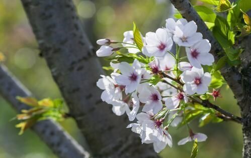 自己种的桂花树可以卖吗,种植10亩桂花树成本与利润图2