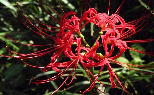 彼岸花该如何种植(彼岸花的正确种植方法)图5