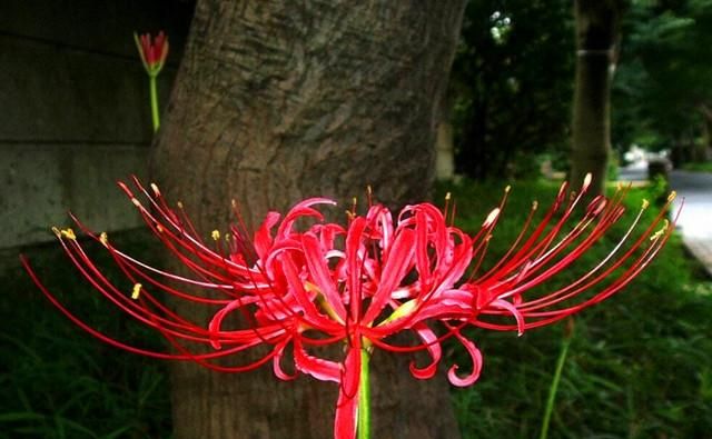 彼岸花该如何种植(彼岸花的正确种植方法)图6