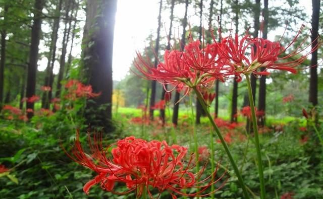 彼岸花该如何种植(彼岸花的正确种植方法)图7