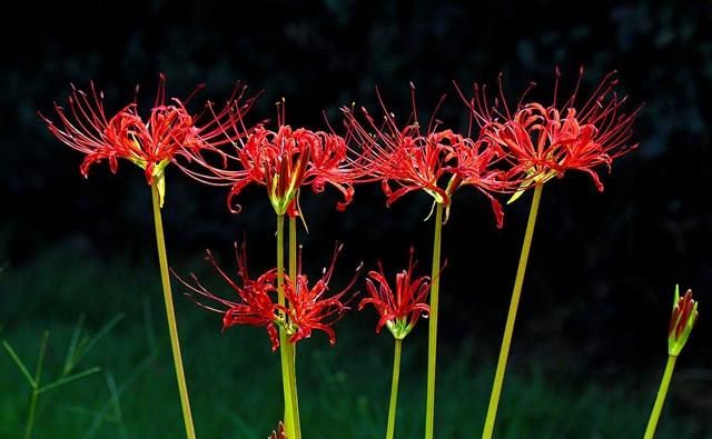 彼岸花该如何种植(彼岸花的正确种植方法)图9