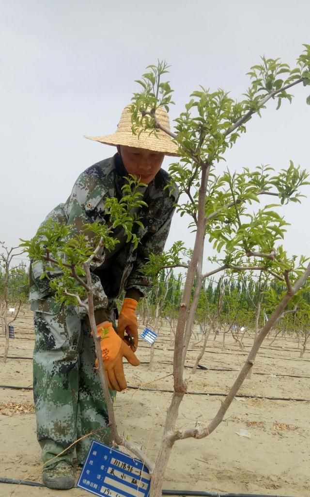 枣树怎么种植注意什么,枣树怎么盆栽啥时候定植图5