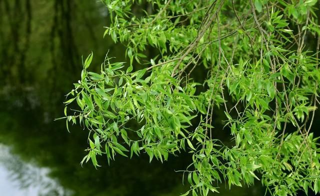 柳枝是被忽视的宝物，剪几根放在水里泡一泡，浇花生根粉都都省了