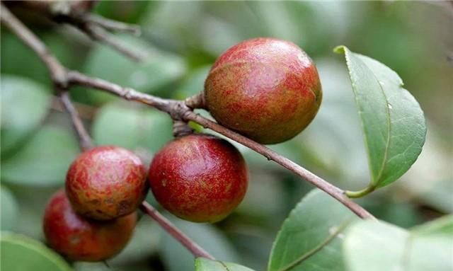 油茶高产栽培管理技术，油茶树种植不简单，注意这几个步骤