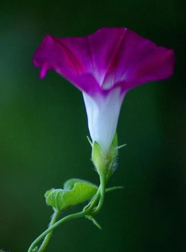 一花一世界，100款绝美花卉图，美到令人窒息