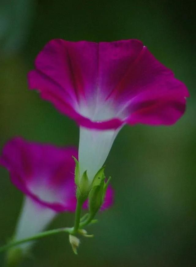 一花一世界，100款绝美花卉图，美到令人窒息