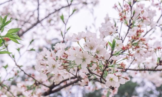 一花一世界，100款绝美花卉图，美到令人窒息