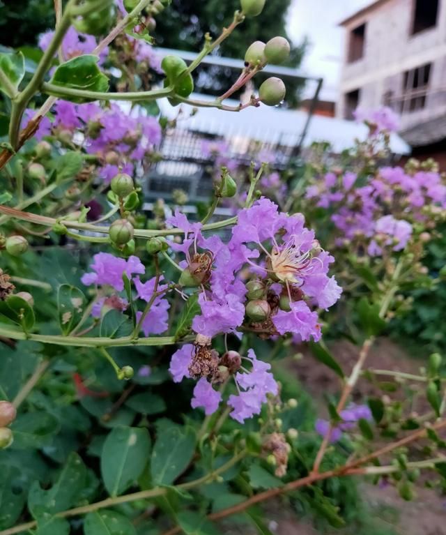 100种常见花图鉴，图文并茂非常详细，收藏起来慢慢看