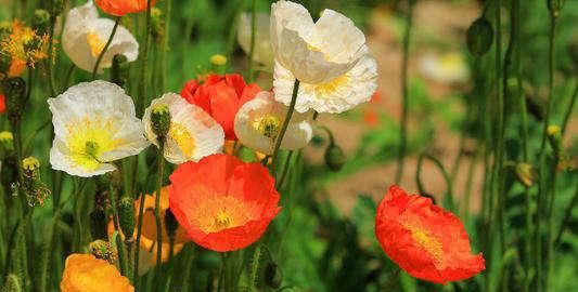 100种常见花图鉴，图文并茂非常详细，收藏起来慢慢看