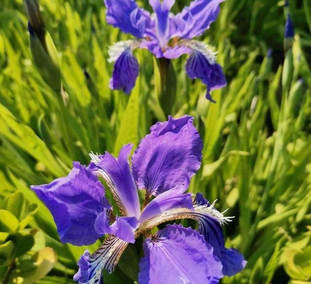 100种常见花图鉴，图文并茂非常详细，收藏起来慢慢看