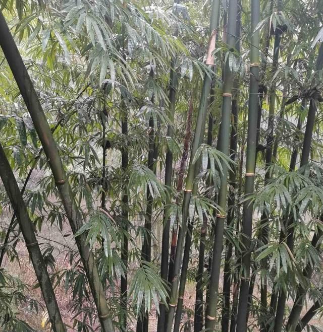 100种常见花图鉴，图文并茂非常详细，收藏起来慢慢看