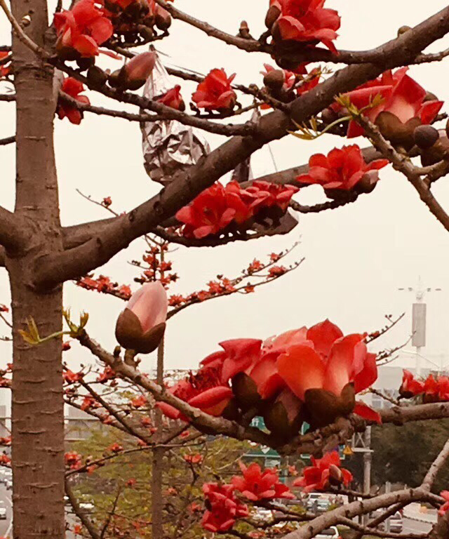 100种常见花图鉴，图文并茂非常详细，收藏起来慢慢看