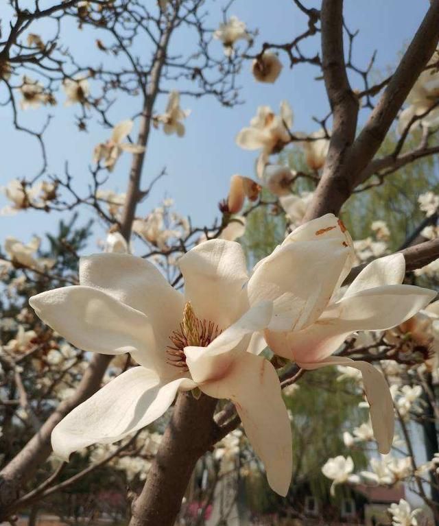 100种常见花图鉴，图文并茂非常详细，收藏起来慢慢看