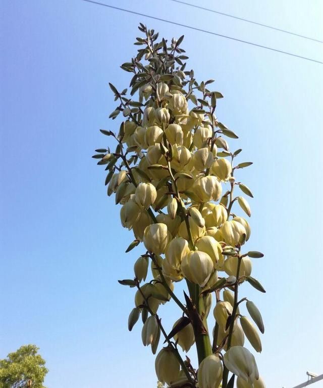 100种常见花图鉴，图文并茂非常详细，收藏起来慢慢看