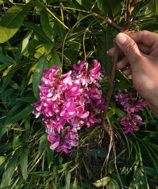 100种常见花图鉴，图文并茂非常详细，收藏起来慢慢看