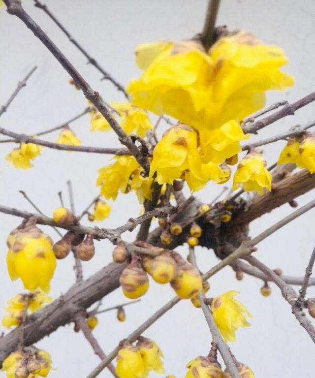 100种常见花图鉴，图文并茂非常详细，收藏起来慢慢看