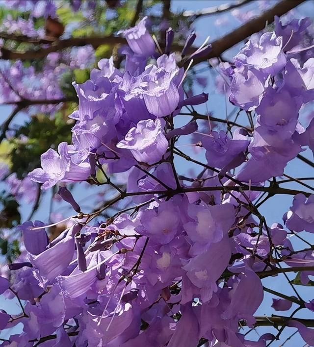 100种常见花图鉴，图文并茂非常详细，收藏起来慢慢看