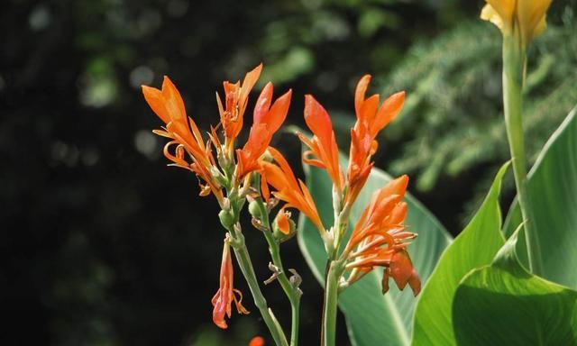 100种常见花图鉴，图文并茂非常详细，收藏起来慢慢看