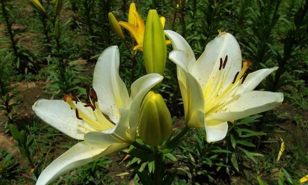 百合花的寓意以及风水作用，附上各类鲜花的寓意，快来看看吧