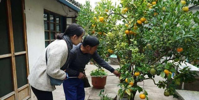 10种“吉利树”，适合养在家里，花美果多，还有旺家旺财的好寓意