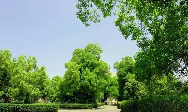 四川各市市花和市树(四川最美市花图片)图23