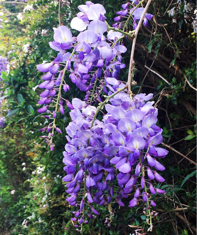 家里养棵紫藤花，紫气东来寓意好，还能开成花瀑布