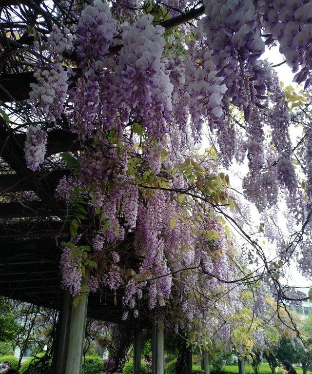 家里养棵紫藤花，紫气东来寓意好，还能开成花瀑布