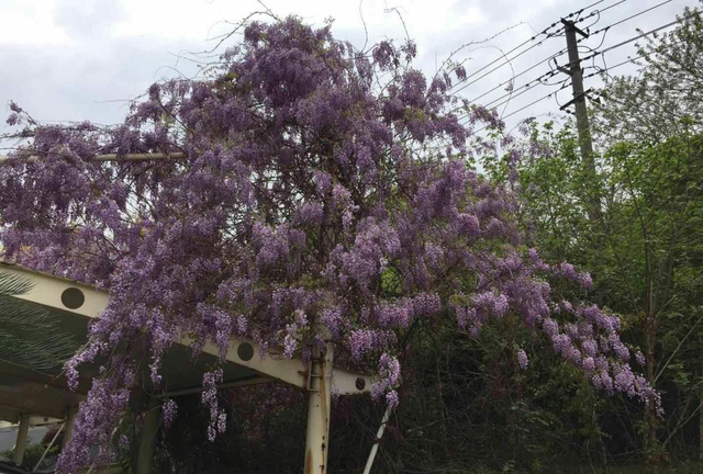 家里养棵紫藤花，紫气东来寓意好，还能开成花瀑布