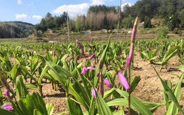 中药材白芨，种植前景怎么样？2018年市场行情如何？能不能赚钱？