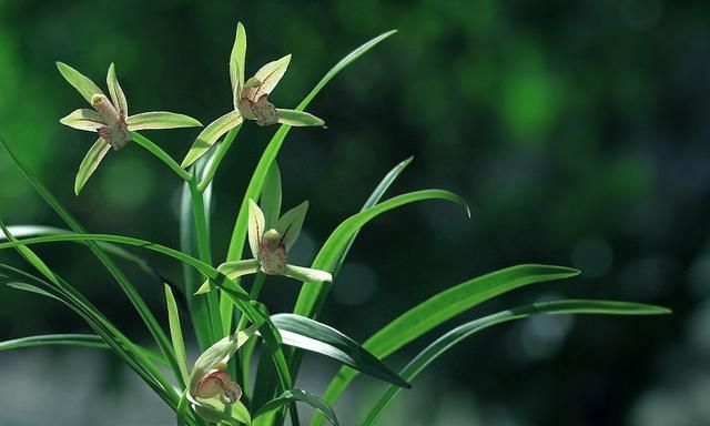 建兰花后养殖，需做好这4点，积累营养促发芽，兰株恢复更健壮