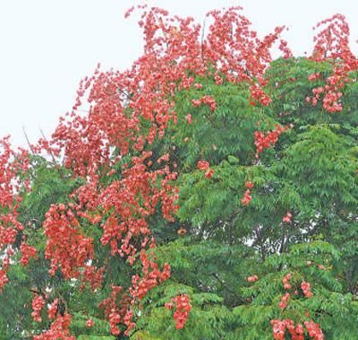 遮阴蔽阳、减少噪声、美化市容，行道树——为城市增绿 给生活添彩（美丽中国）