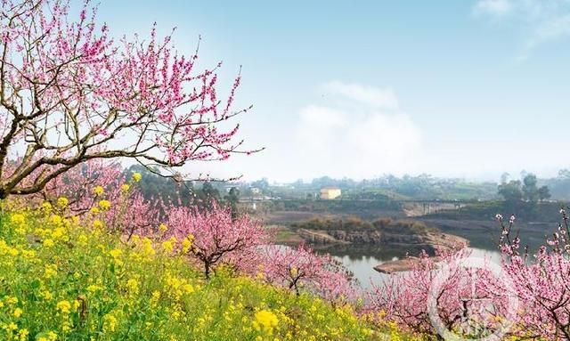 春游川渝 | 踏青赏花、品美食，永川赏花春游最全攻略来了