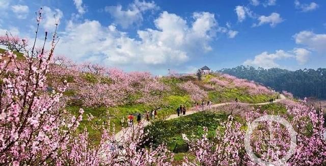 春游川渝 | 踏青赏花、品美食，永川赏花春游最全攻略来了