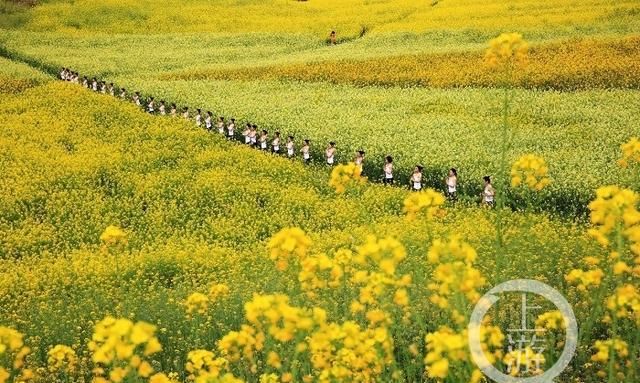 春游川渝 | 踏青赏花、品美食，永川赏花春游最全攻略来了