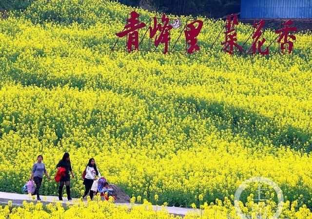 春游川渝 | 踏青赏花、品美食，永川赏花春游最全攻略来了