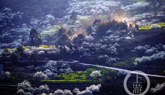 春游川渝 | 踏青赏花、品美食，永川赏花春游最全攻略来了