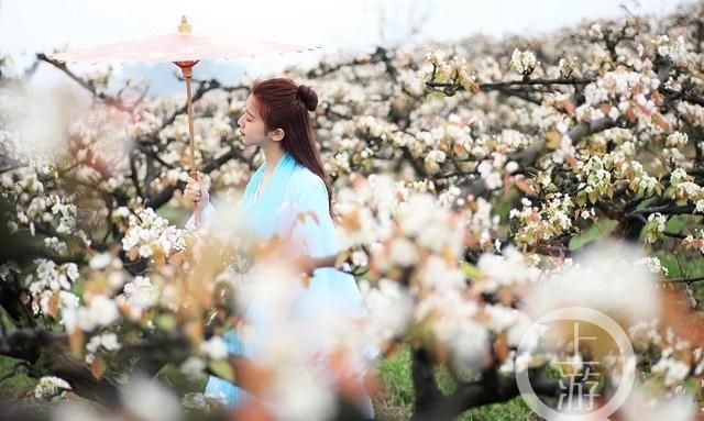 春游川渝 | 踏青赏花、品美食，永川赏花春游最全攻略来了