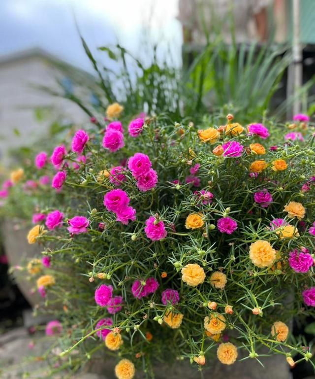 越养越“不吉利”的漂亮花，劝你及时“处理”，都是过来人的经验