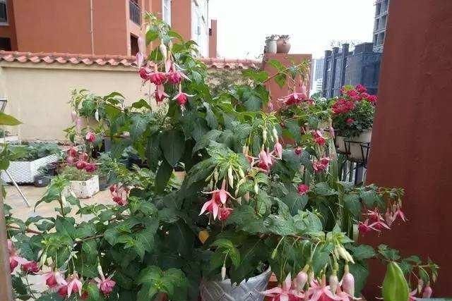 10大“吉祥花”，好养又高档，家里养一盆，有花有果招财又旺家