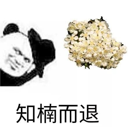 令人窒息，上海公园里的石楠花又开了！“不可描述”的气味是从哪来的？