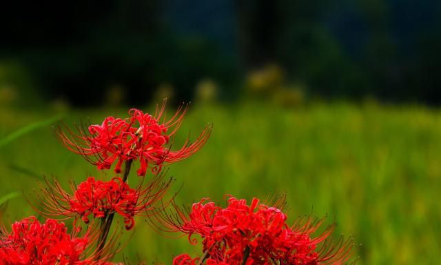 家里不要乱养花，这6种花好看不能养，越看越凄凉