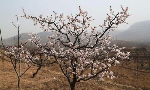 杏树修剪关键技术，科学管理种植方法，做好这几点农民增收高产