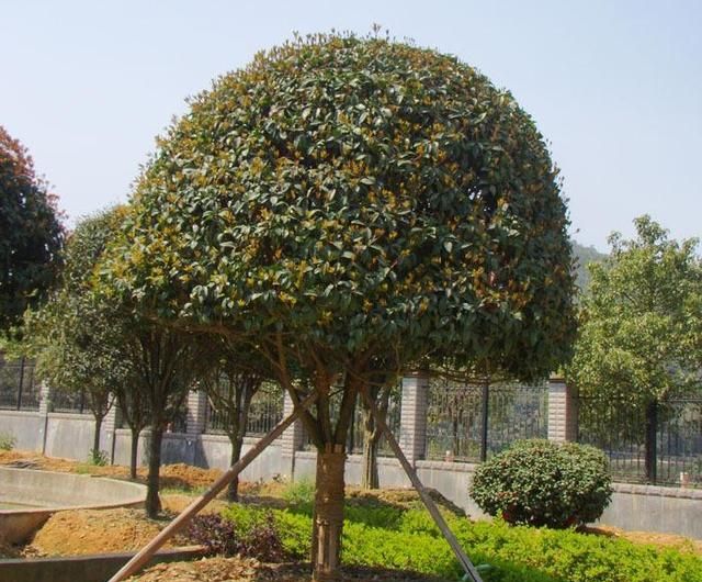 桂花种植注意这几点，培育出来的桂花树会让您意想不到的好