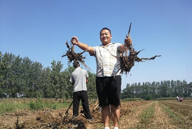 适合北方人种植的“懒人药材”，如今每亩涨至2万元，种植有技巧