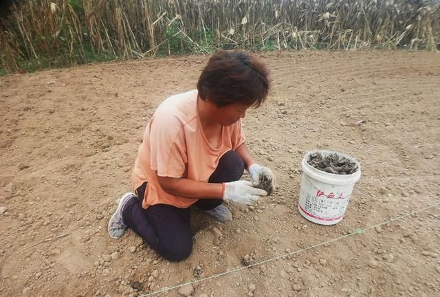 适合北方人种植的“懒人药材”，如今每亩涨至2万元，种植有技巧