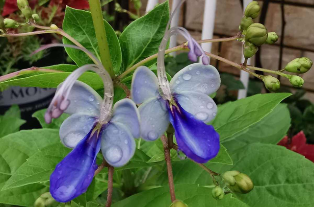 7种花，花语是思念，最适合中秋送给想念的人