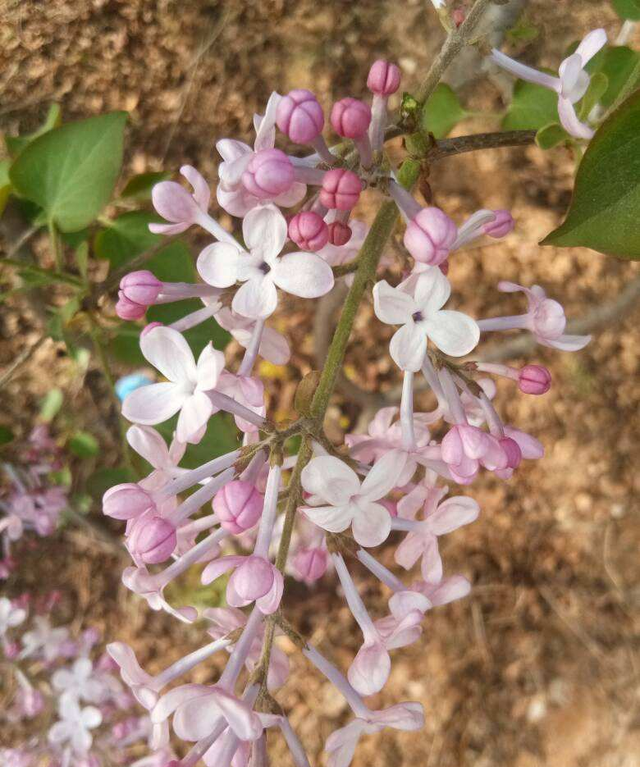 7种花，花语是思念，最适合中秋送给想念的人