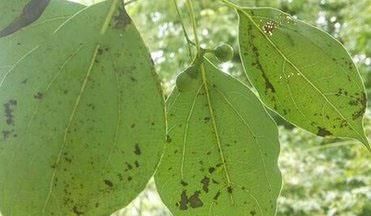 香樟树的种植栽培技术